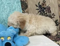 Mimi, a male Poodle - Toy  for sale in Wrightsville, GA – 3 of 10