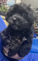 Corlyn, a female Yorkshire Terrier and Poodle - Toy  for sale in Wrightsville, GA – 9 of 10