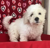 Milan, a male Bichon Frise for sale in Wrightsville, GA – 7 of 10