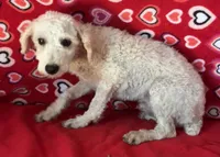 Mimi, a male Poodle - Toy  for sale in Wrightsville, GA – 8 of 10