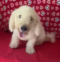 Cyprus, a male Bichon Frise for sale in Wrightsville, GA – 10 of 10