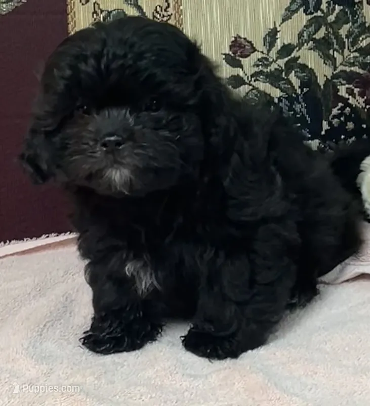 Ovidio – Shihpoo, Shih Tzu puppy for sale in Wrightsville, GA