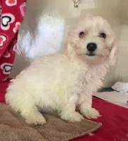 Charlotte, a female Bichon Frise and Shihpoo for sale in Wrightsville, GA – 5 of 9