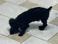 Wylie, a female Poodle - Toy  for sale in Wrightsville, GA – 10 of 10