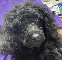 Leola, a female Poodle - Toy  for sale in Wrightsville, GA – 8 of 8