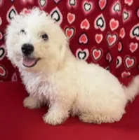 Dawson, a male Bichon Frise for sale in Wrightsville, GA – 1 of 10