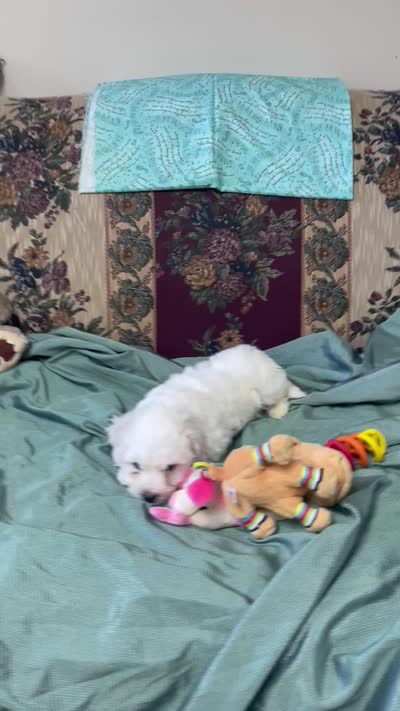 Milan, a  Bichon Frise for sale in Wrightsville, GA – 10 of 10
