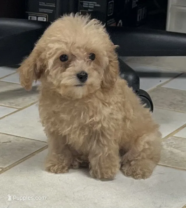 Ryan – Poodle - Toy  puppy for sale in Wrightsville, GA