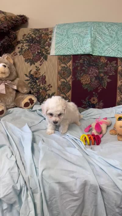 Merilyn, a  Bichon Frise for sale in Wrightsville, GA – 9 of 10