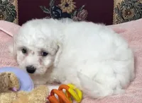 Dalila, a female Bichon Frise for sale in Wrightsville, GA – 2 of 10