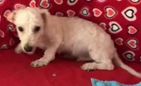 Milan, a male Bichon Frise for sale in Wrightsville, GA – 6 of 8