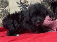 Curtis, a male Yorkshire Terrier and Poodle - Toy  for sale in Wrightsville, GA – 9 of 10