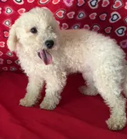 Princess , a female Bichon Frise for sale in Wrightsville, GA – 8 of 9
