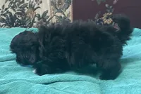 Zeno, a male Shih Tzu and Poodle - Toy  for sale in Wrightsville, GA – 3 of 10