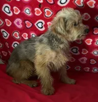 Gideon, a male Yorkipoo for sale in Wrightsville, GA – 3 of 10