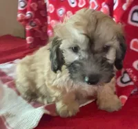 Cooper, a male Bichon Frise and Shihpoo for sale in Wrightsville, GA – 3 of 10
