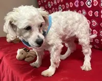 processed/39a05c3e-d350-4b4a-aad4-68ce86c8a148/listing/3afb9257-fbff-49b1-b093-d2d7c170cb68/bb8fd0e2-f880-4b76-a4b0-24893644ffd4