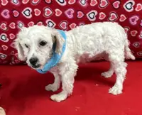 processed/39a05c3e-d350-4b4a-aad4-68ce86c8a148/listing/3afb9257-fbff-49b1-b093-d2d7c170cb68/d8a00b8b-ab83-420a-95af-7579e7631f1d