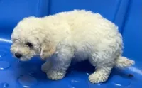 Snow, a male Poodle - Toy  and Bichpoo for sale in Wrightsville, GA – 3 of 10