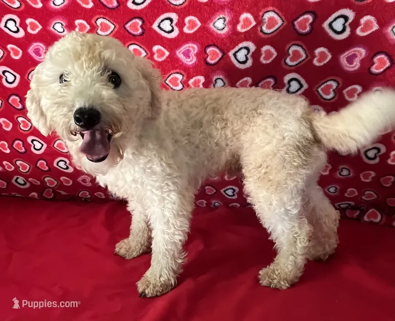 Padget – Bichon Frise puppy for sale in Wrightsville, GA