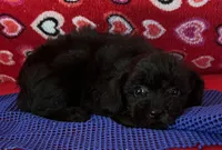 Wylie, a female Poodle - Toy  for sale in Wrightsville, GA – 1 of 10