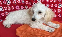 Milton, a male Poodle - Toy  for sale in Wrightsville, GA – 2 of 10