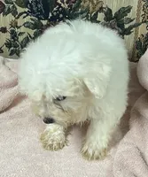 Tuan, a male Bichon Frise for sale in Wrightsville, GA – 6 of 9