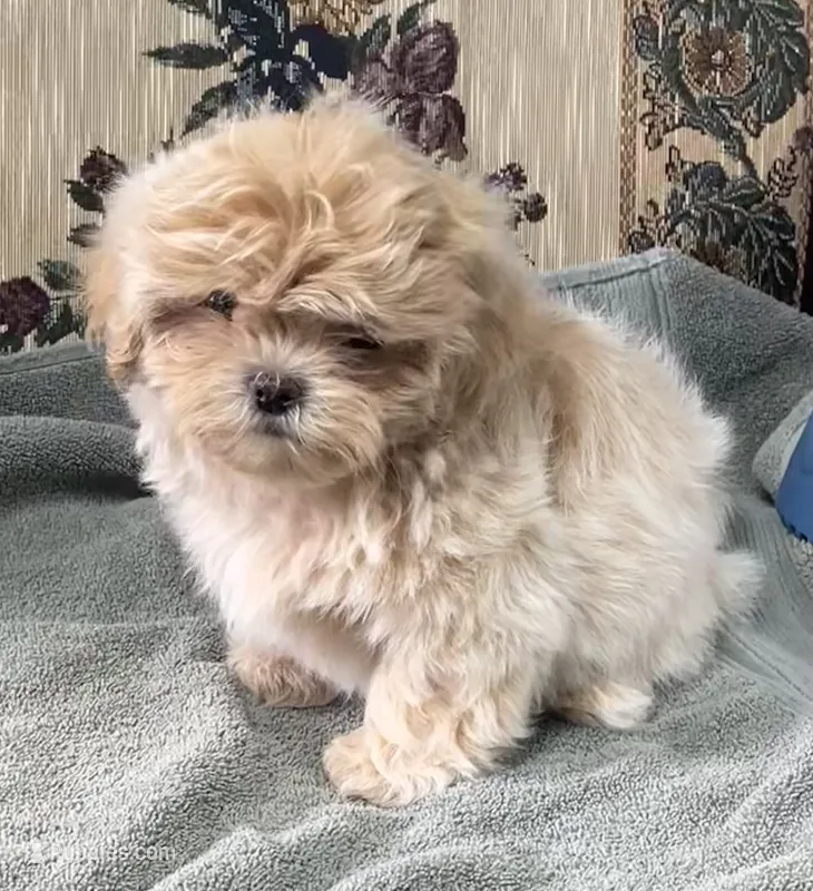 Omora – Shihpoo, Shih Tzu puppy for sale in Wrightsville, GA