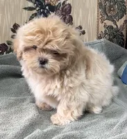 Omora, a female Shihpoo and Shih Tzu for sale in Wrightsville, GA – 1 of 10