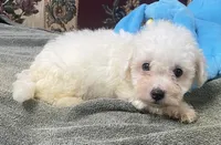 Tamaka, a female Bichon Frise for sale in Wrightsville, GA – 6 of 10