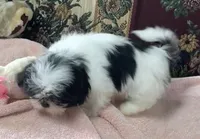 Nadia, a female Shih Tzu for sale in Wrightsville, GA – 2 of 10