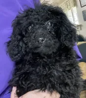 Leola, a female Poodle - Toy  for sale in Wrightsville, GA – 6 of 8