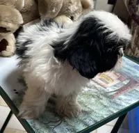 Elisha, a male Shih Tzu for sale in Wrightsville, GA – 5 of 10