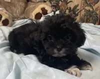 Zofia, a female Shih Tzu and Poodle - Toy  for sale in Wrightsville, GA – 6 of 9