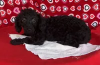 Idra, a female Poodle - Toy  for sale in Wrightsville, GA – 4 of 10