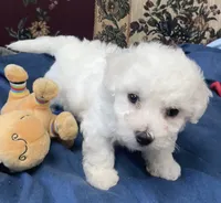 Milburn, a  Bichon Frise for sale in Wrightsville, GA – 6 of 10