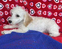 Mimi, a male Poodle - Toy  for sale in Wrightsville, GA – 3 of 10