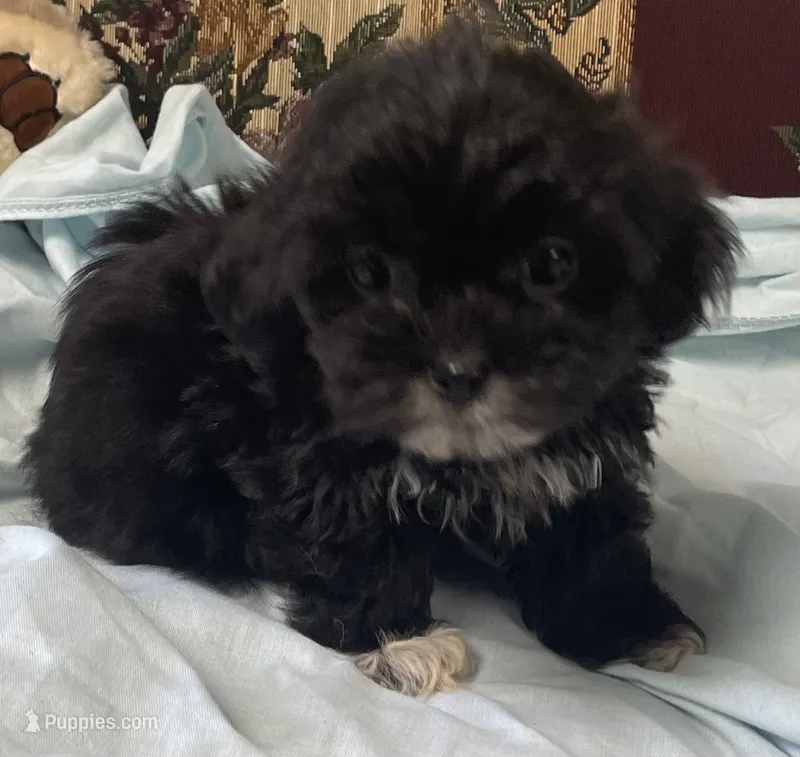 Zofia – Shih Tzu, Poodle - Toy  puppy for sale in Wrightsville, GA