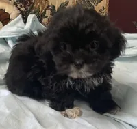 Zofia, a female Shih Tzu and Poodle - Toy  for sale in Wrightsville, GA – 1 of 9