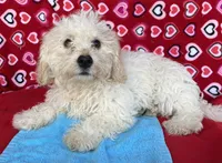 Dawson, a male Bichon Frise for sale in Wrightsville, GA – 2 of 10