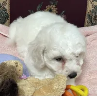 Dalila, a female Bichon Frise for sale in Wrightsville, GA – 8 of 10