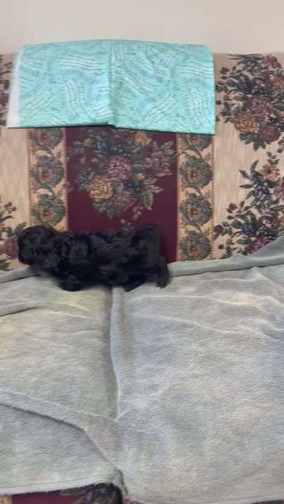 Zelfa, a female Shih Tzu and Poodle - Toy  for sale in Wrightsville, GA – 10 of 10
