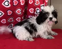 Elisha, a male Shih Tzu for sale in Wrightsville, GA – 9 of 10