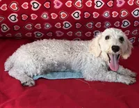 Milton, a male Poodle - Toy  for sale in Wrightsville, GA – 10 of 10