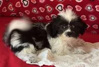 Essie, a female Shih Tzu for sale in Wrightsville, GA – 4 of 7