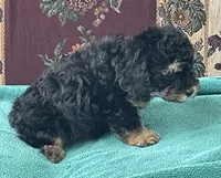 Melora, a female Poodle - Toy  for sale in Wrightsville, GA – 5 of 9