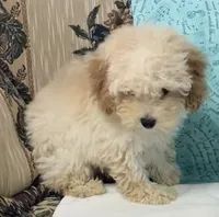 Mimi, a male Poodle - Toy  for sale in Wrightsville, GA – 5 of 10
