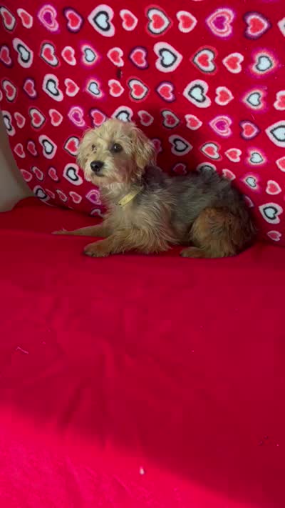 Gideon, a male Yorkipoo for sale in Wrightsville, GA – 10 of 10
