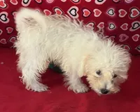 Tuan, a male Bichon Frise for sale in Wrightsville, GA – 8 of 10
