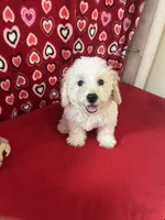 Milan, a male Bichon Frise for sale in Wrightsville, GA – 9 of 10